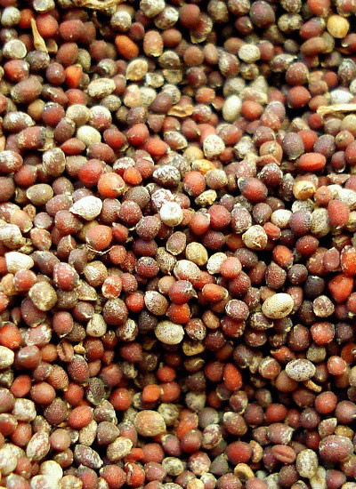 Brown Mustard Seed - 25 lb