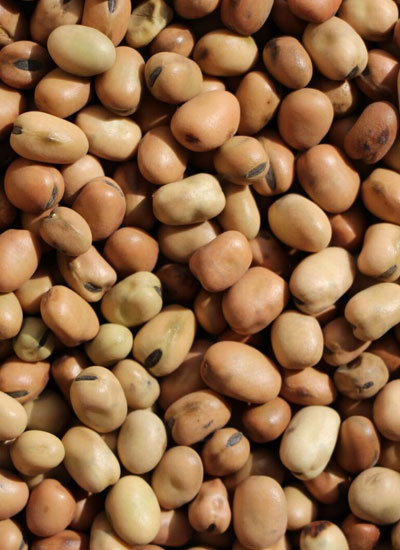 Fava Beans - 25 lb