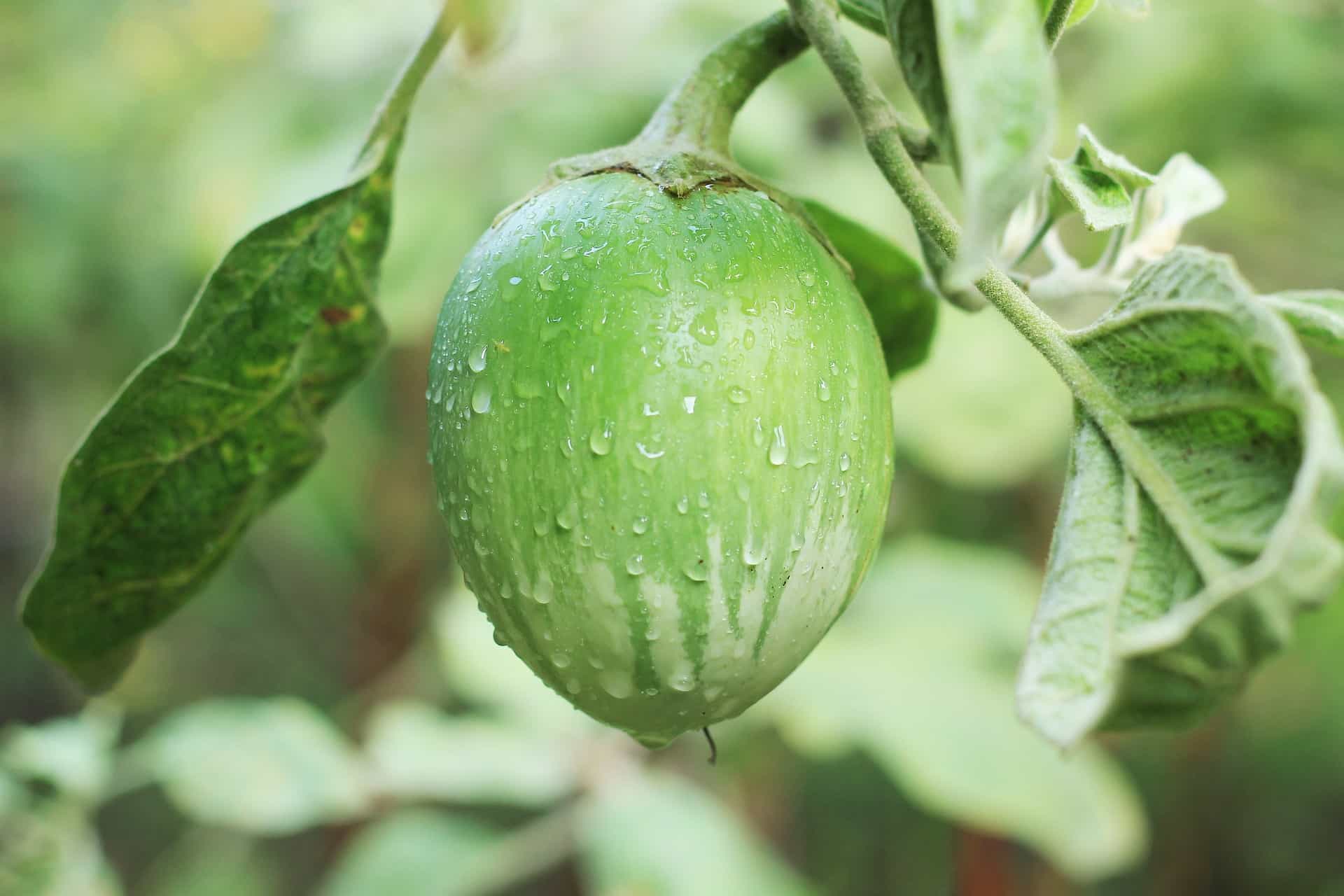 Fresh Green Eggplant, organically grown - 22 lbs/box