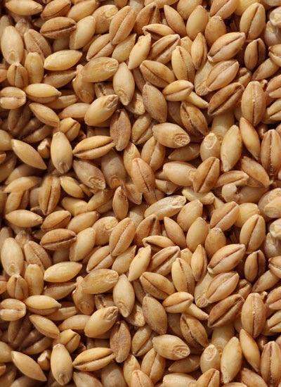 Hulless Barley - 25 lb