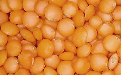 Whole Red Lentils - 25 lb