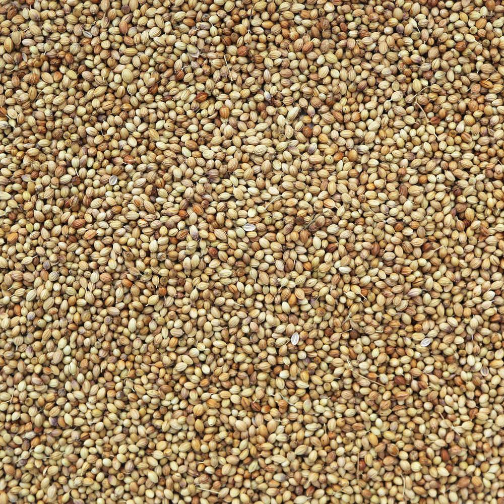 Organic Coriander Seeds, whole