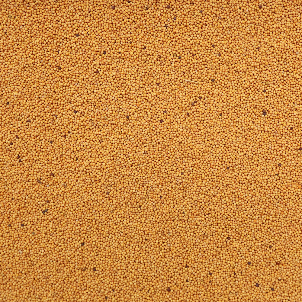 Organic Mustard Seeds, yellow, whole