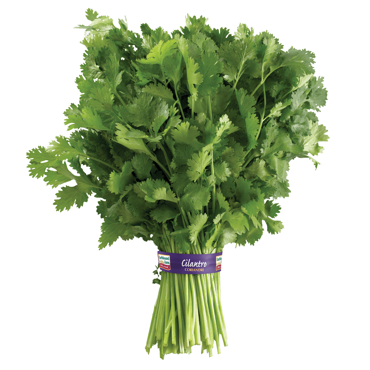 Organic Cilantro, 30 Count