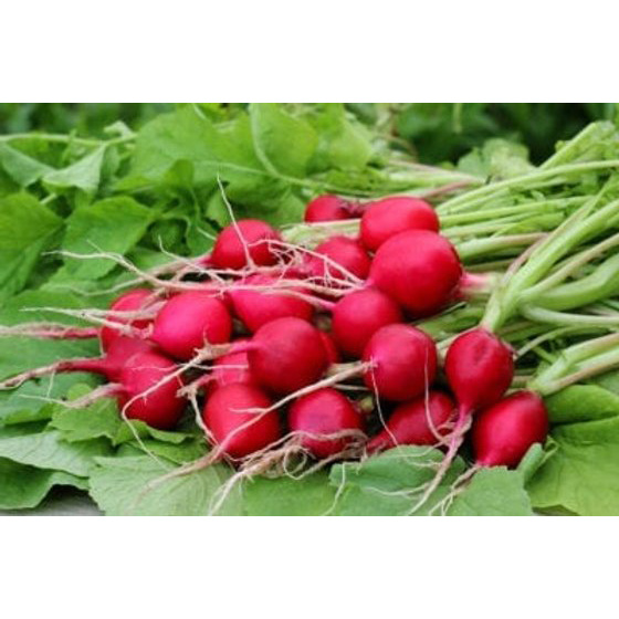 Radish (Bagged - 1lb)