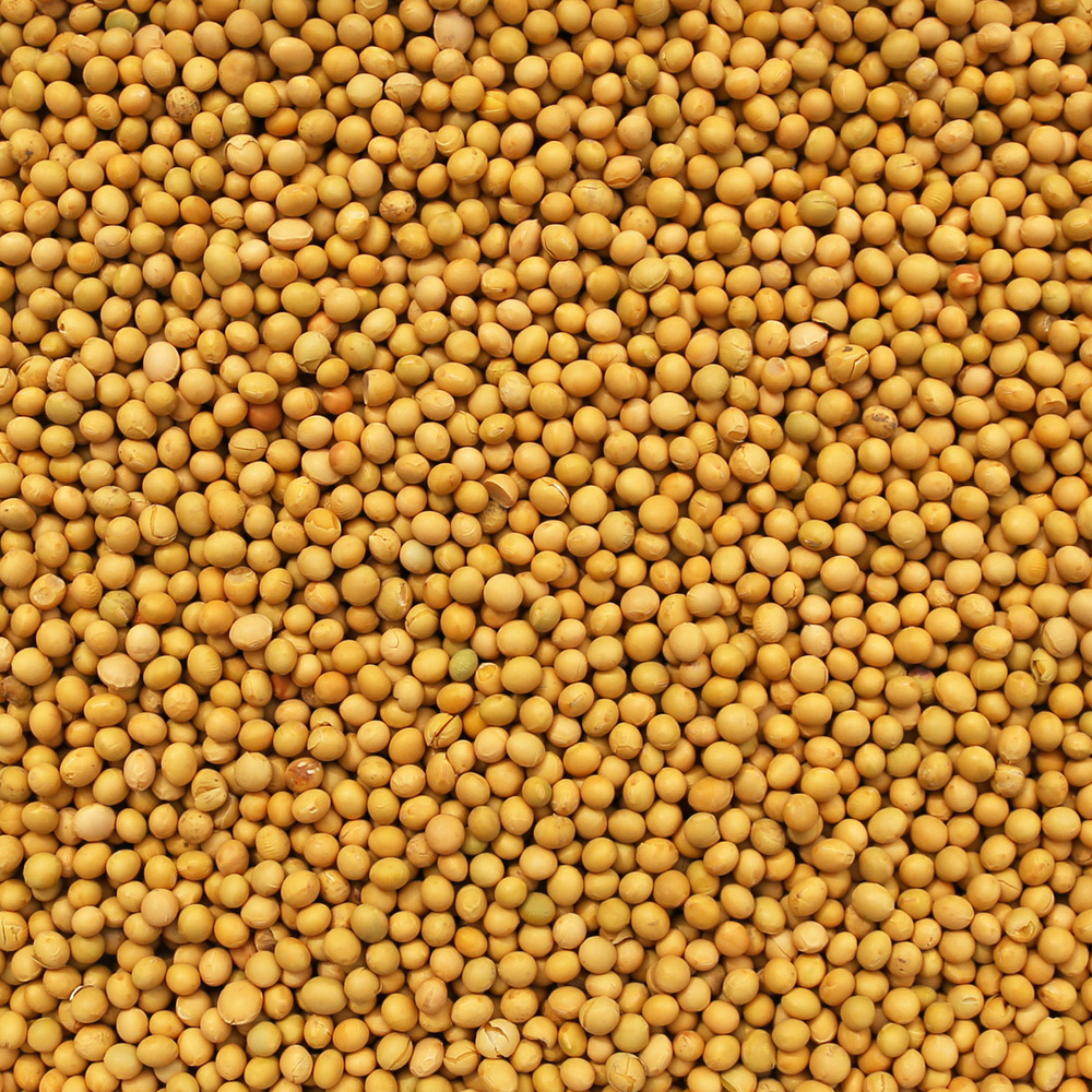 Organic Soy Beans