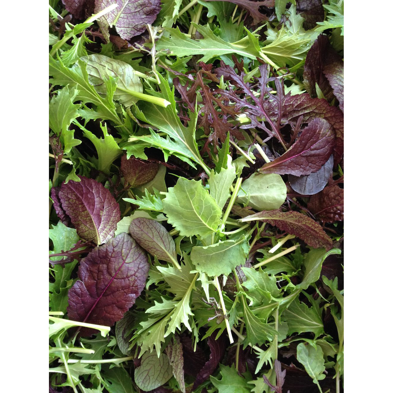 Classic Spring Mix (Radicchio, Nordic Lettuce, Frisée) - 3LB